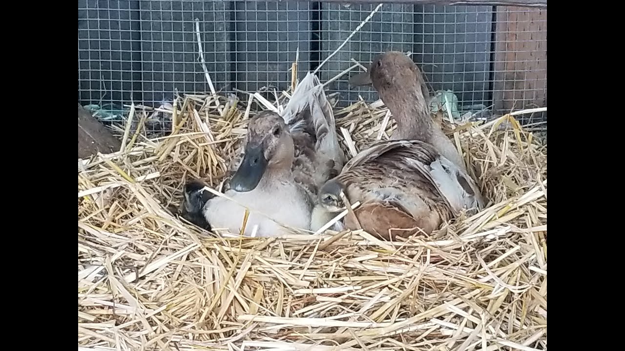 Prequel to Ducklings: Videos from the 29 days that the mama ducks laid on the nest
