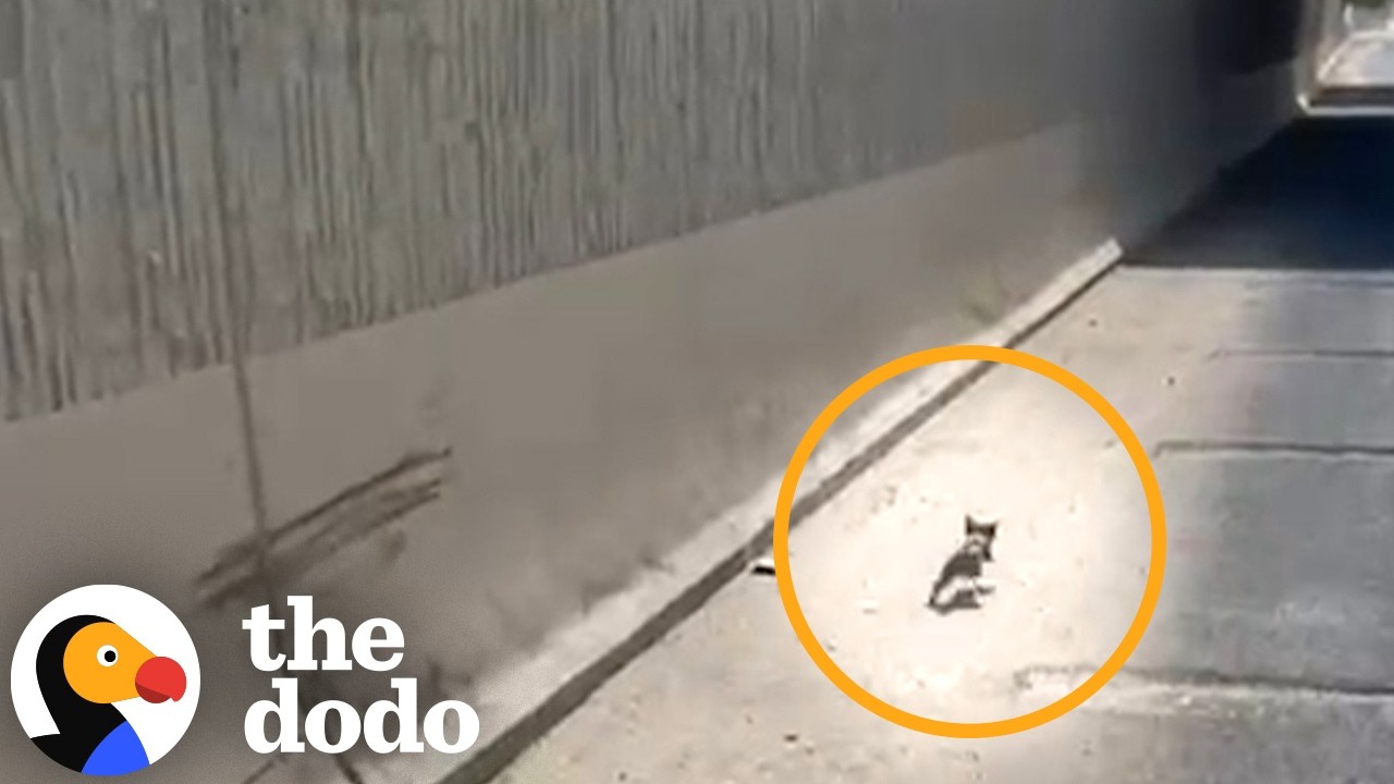 Woman Spots A Tiny Kitten In The Middle Of The Highway | The Dodo