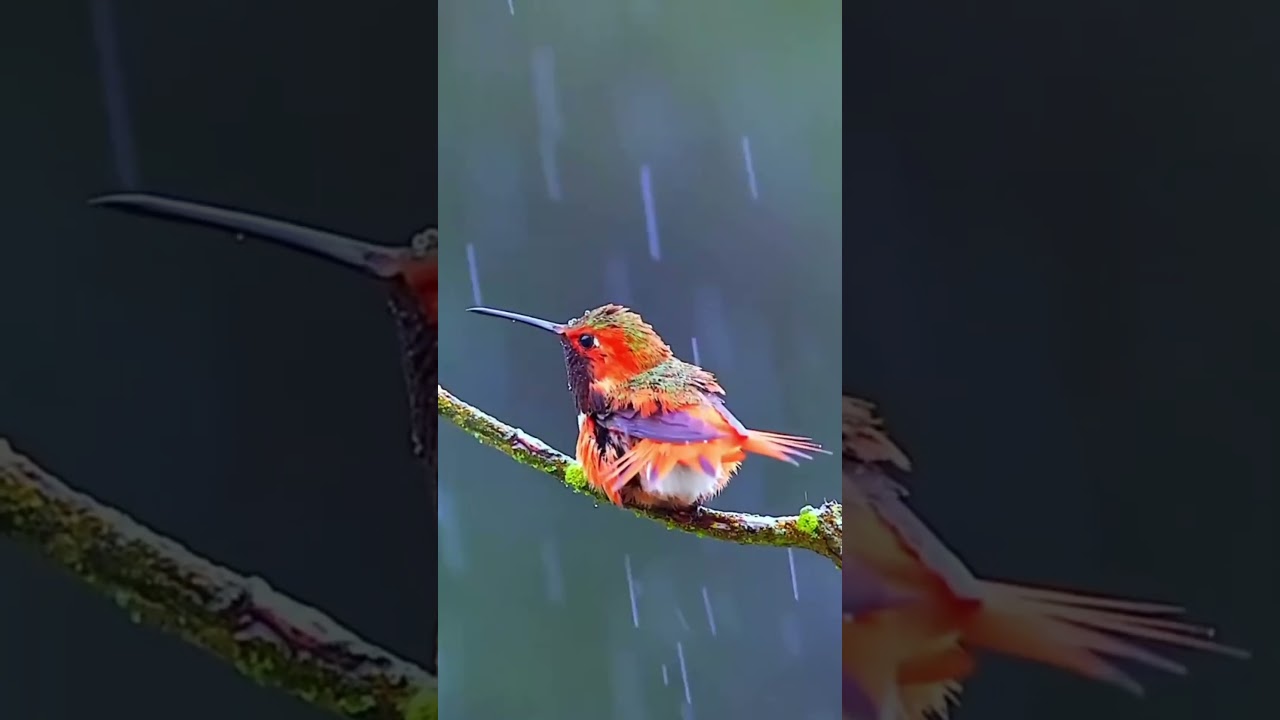Яркая птичка  | тихий дождик | медитация | #relax #rain #naturesounds #nature #soundsofnature