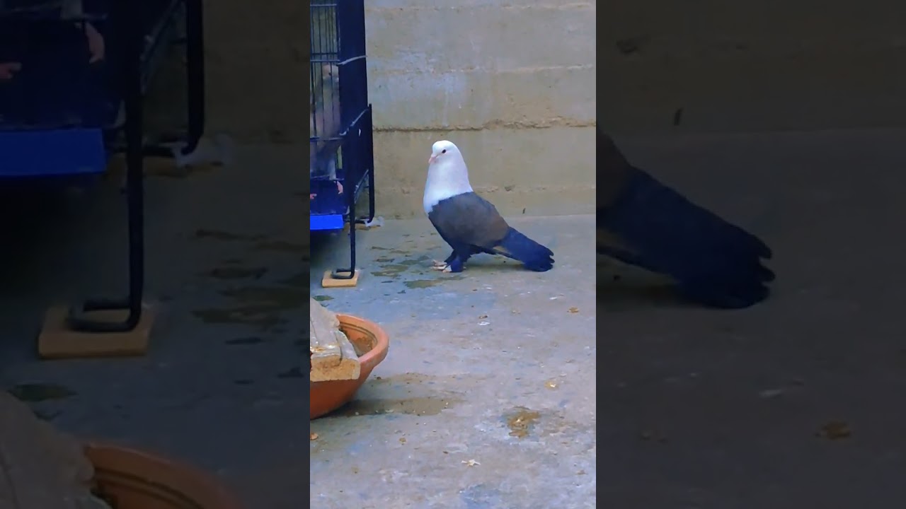 Nayab kabootar lovers 🥰😍 || Karachi main Dihat #kabootarlovers #fancypigeon  #kabootarshorts