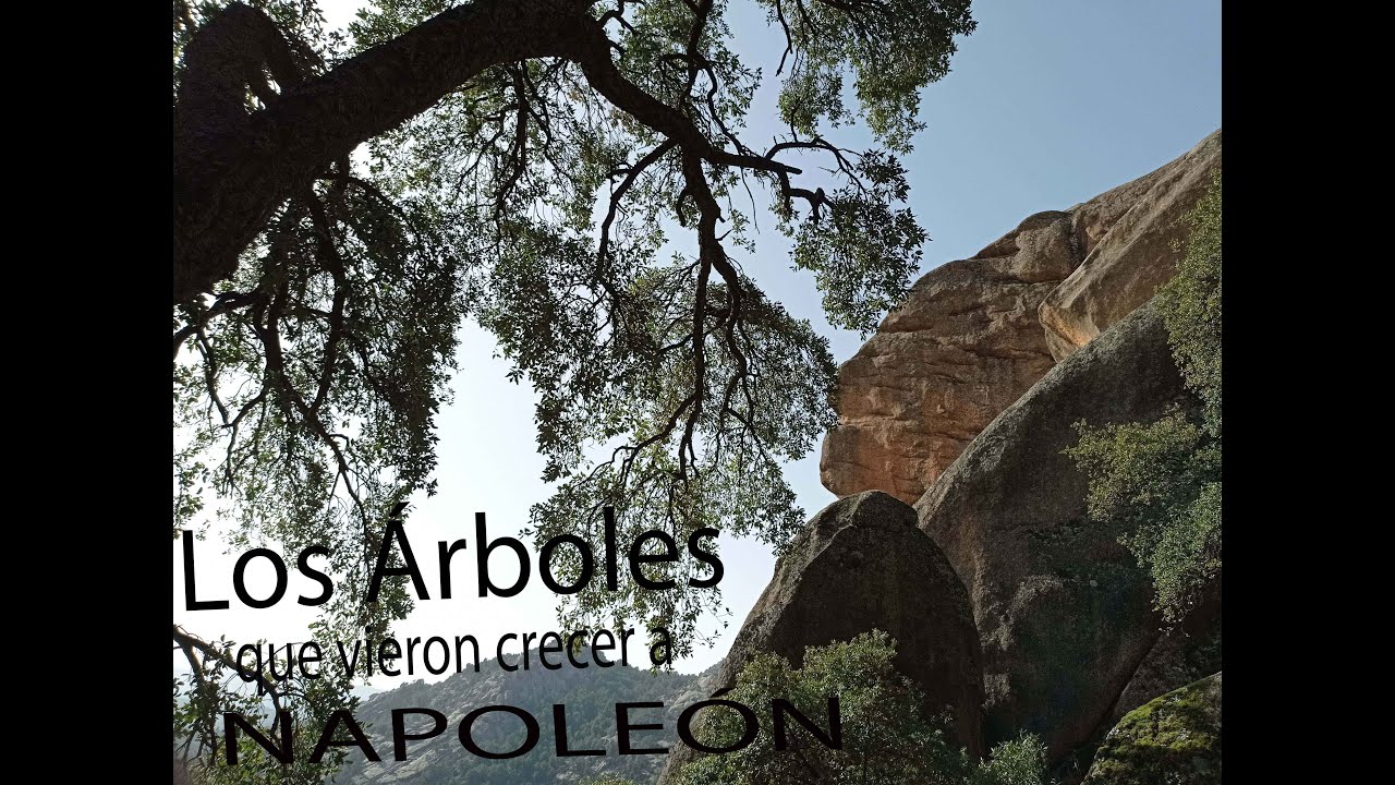 Árboles centenarios de La Pedriza