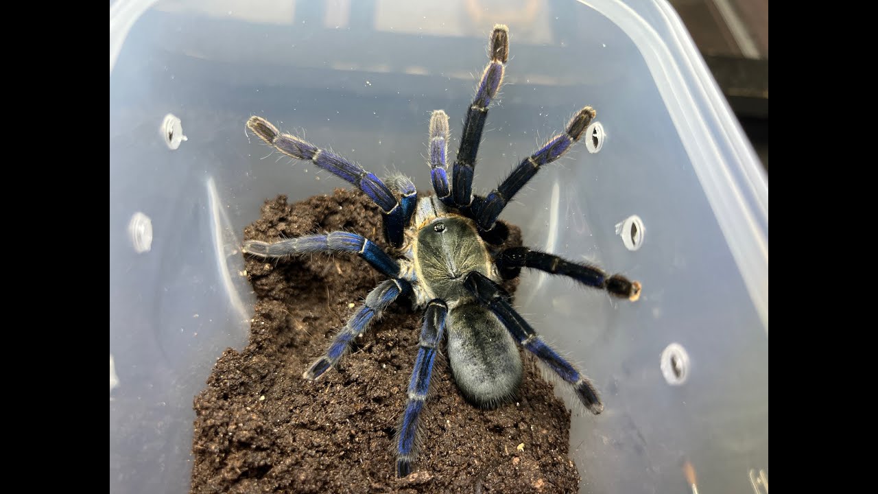 Cyriopagopus lividus, кобальтово-синий тарантул возле дома мисс