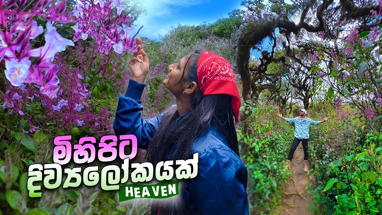 හොර්ටන් තැන්නේ නෙලූ වසන්තය🪻🌿2025 | Thotupola Kanda | Horton plains | Vlog #54