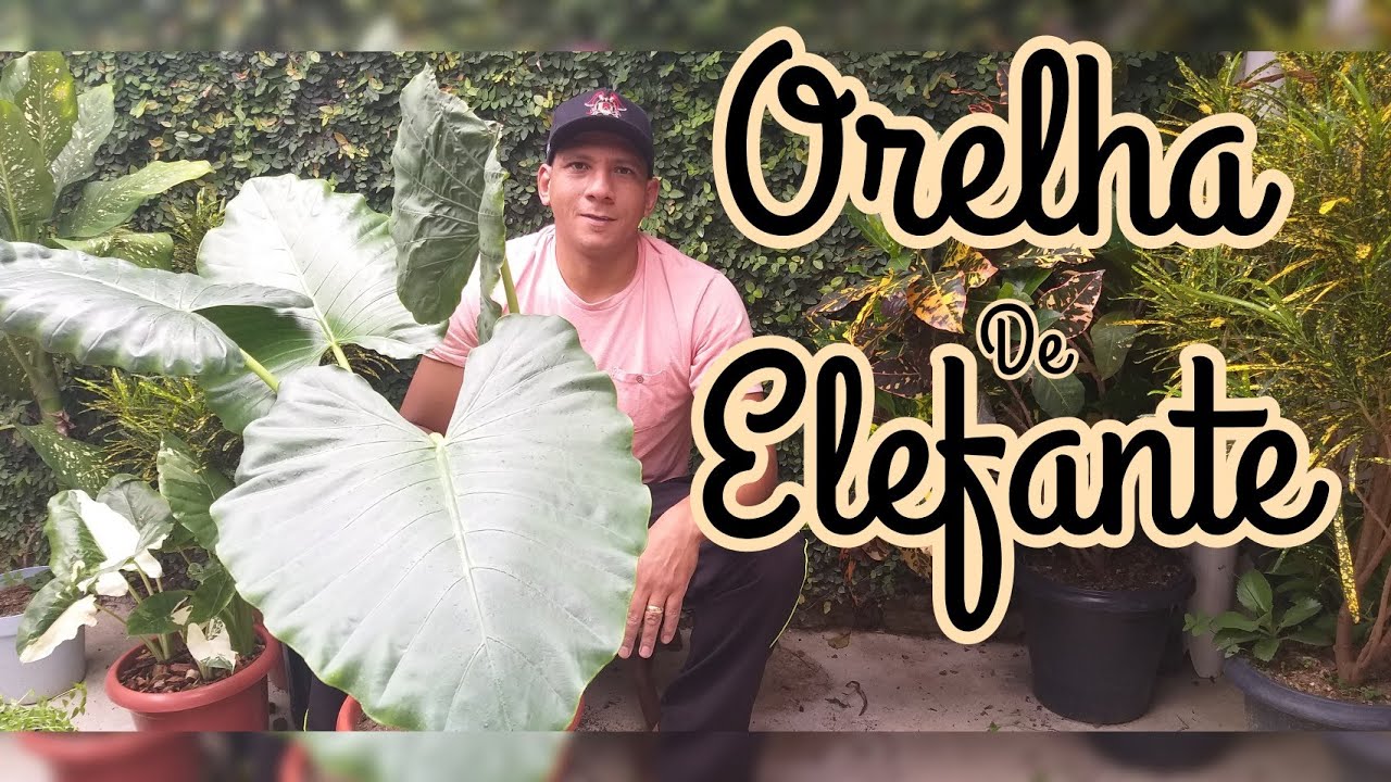 Alocasia Orelha- de- Elefante ; Reenvasamento Dicas e Cuidados