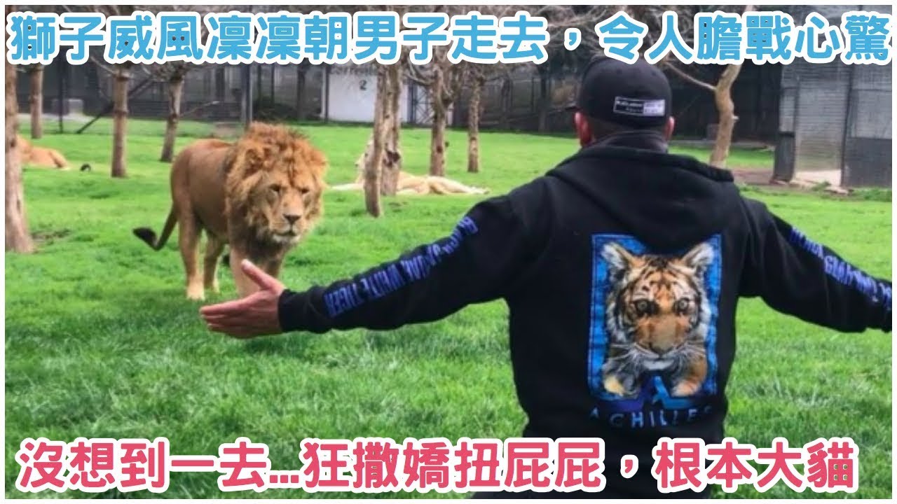 獅子威風凜凜朝男子走去，令人膽戰心驚！沒想到一過去...狂撒嬌扭屁屁，根本大貓！