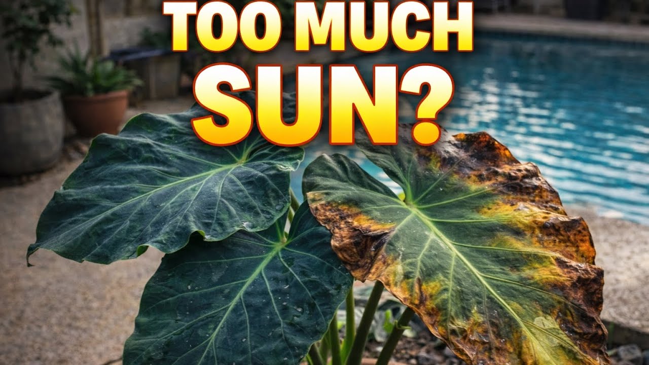 Why These Elephant Ears Needed Shade (And What I Did Instead)
