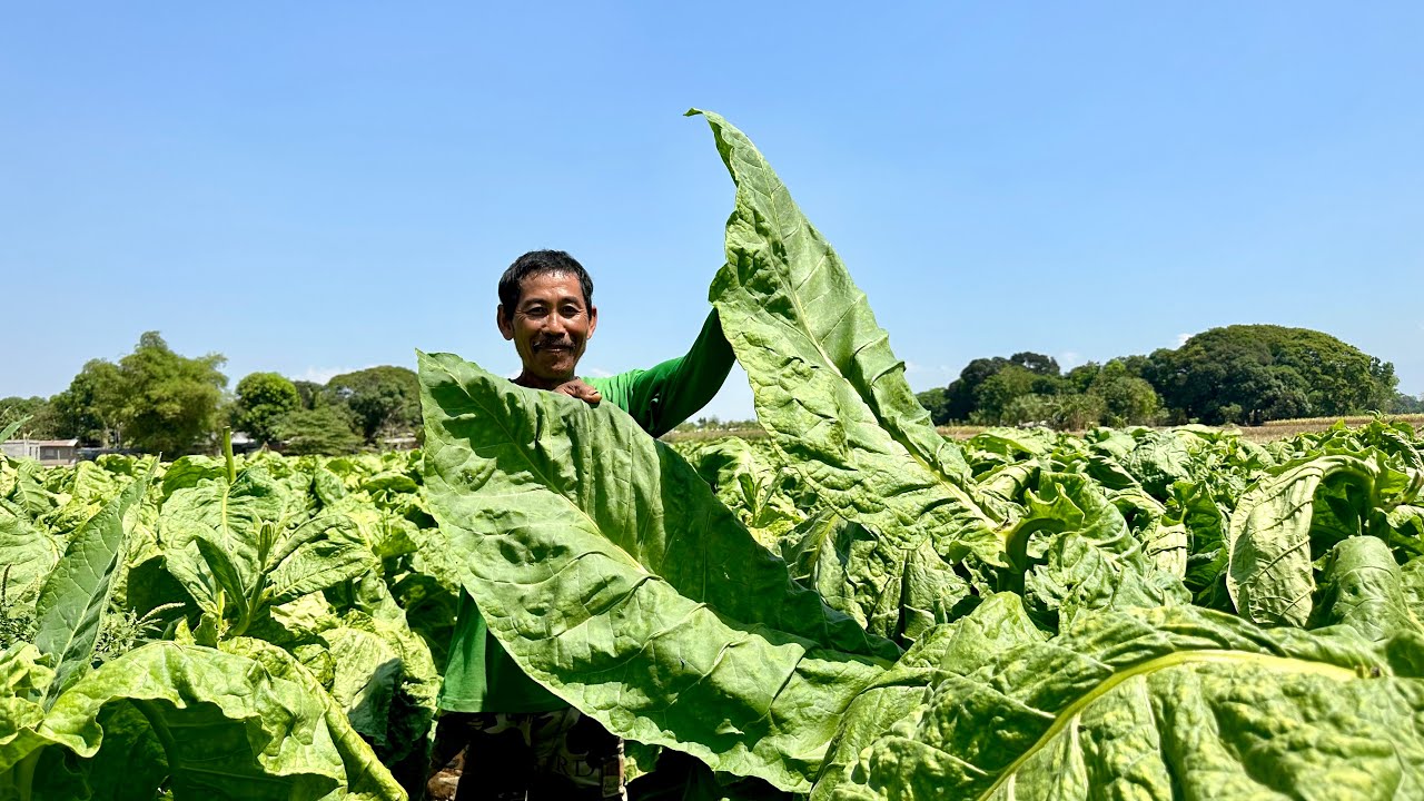 Super Ganda ng Tobacco nila! Paano mag Tanim? From Seed Selection, Pruning, Watering Etc.