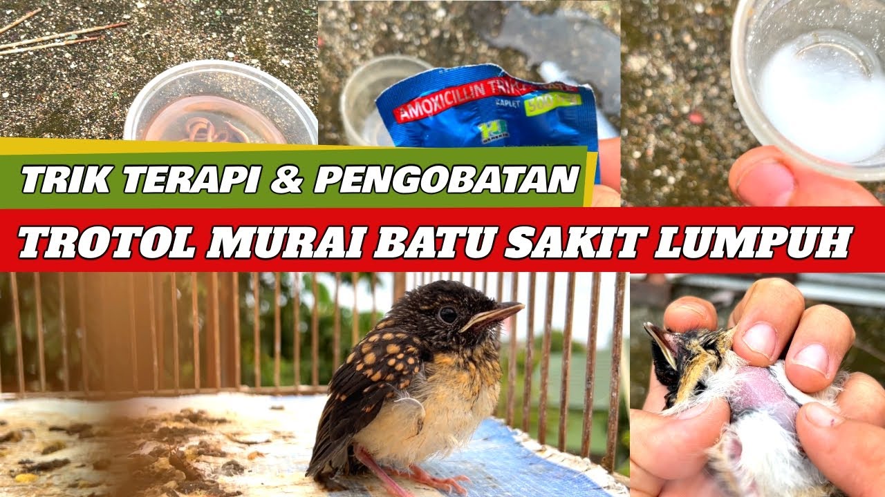 #trotolmuraibatulumpuh JANGAN PANIK !! TROTOL LUMPUH SEGERA TERAPI DAN OBATI II 4 HARI MULAI SEMBUH