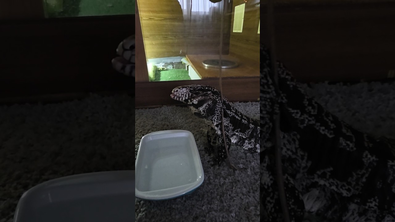 Арчи пьет и чихает😆