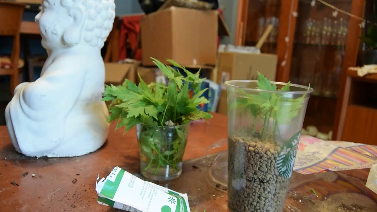 Esquejes de Arce Palmatum Katsura