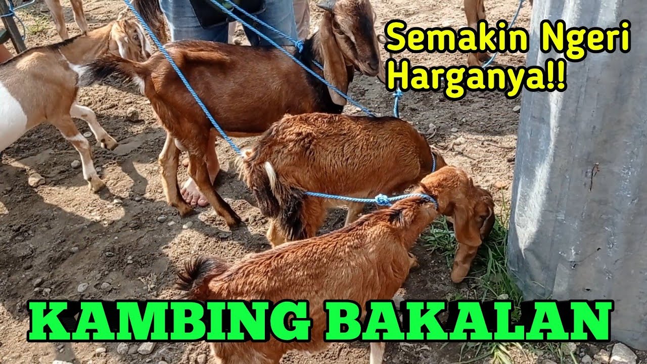 SEMAKIN NGERI HARGANYA KAMBING BAKALAN WARNA MERAH