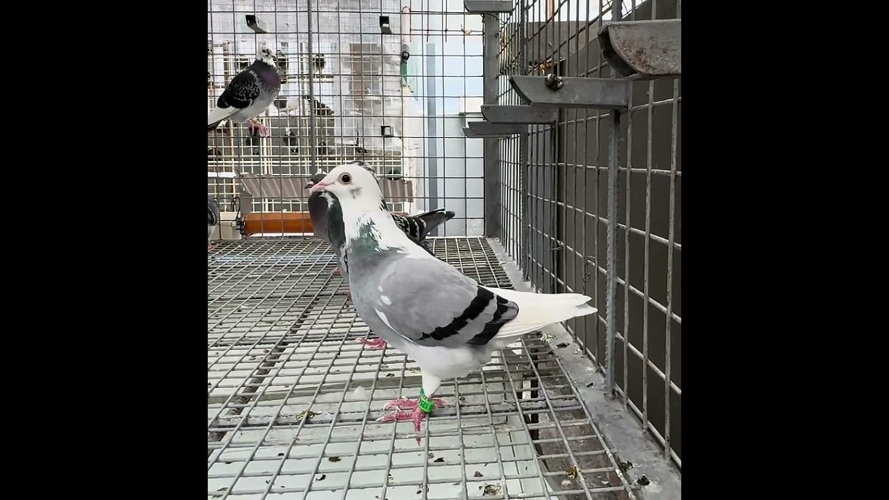 PURELINE MDR BEKAERT