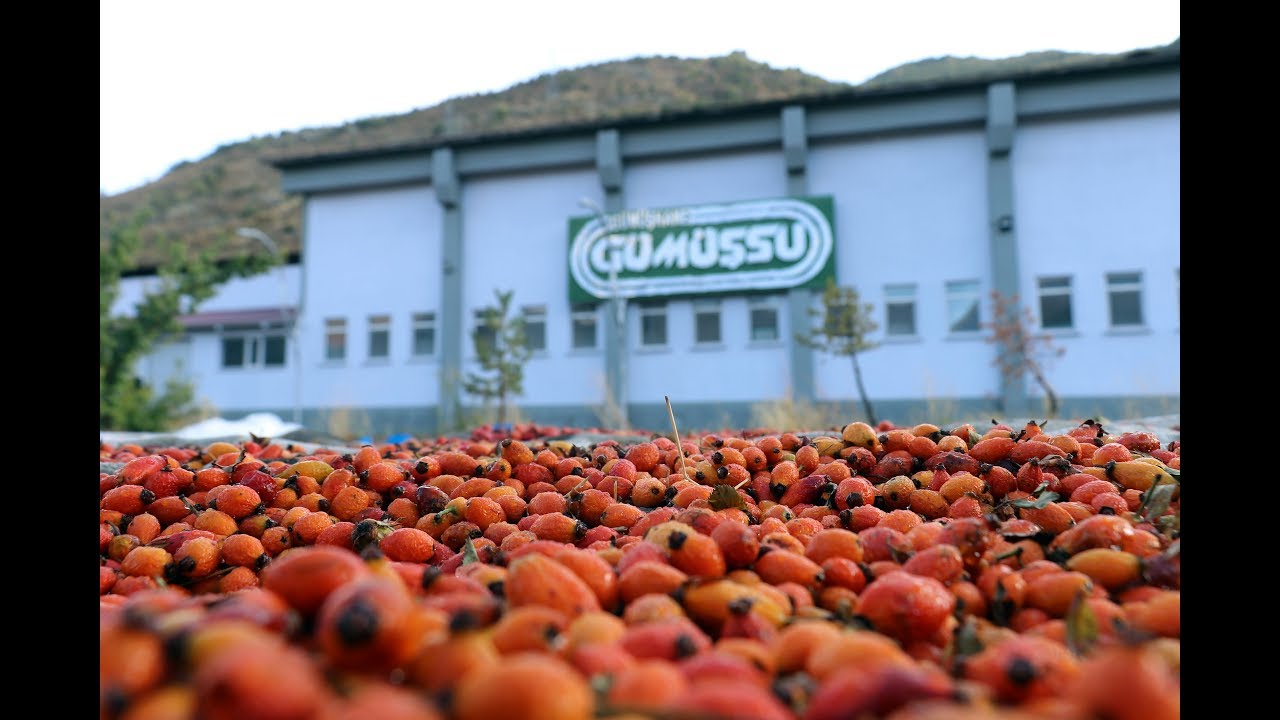 Kuşburnu fabrikasının bahçesi kırmızı renge büründü