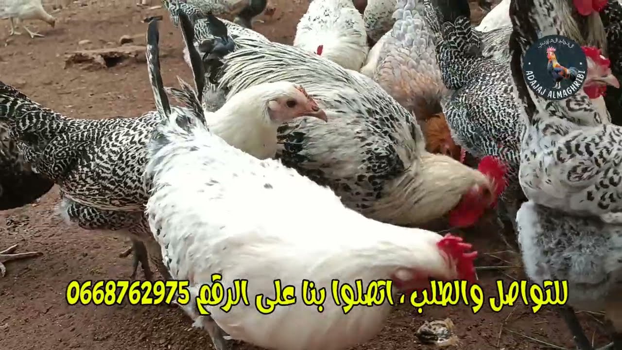 دجاج الفيومي للبيع في المغرب | أفضل جودة وأسعار تنافسية للتواصل المرجو الإتصال على الرقم 0668762975