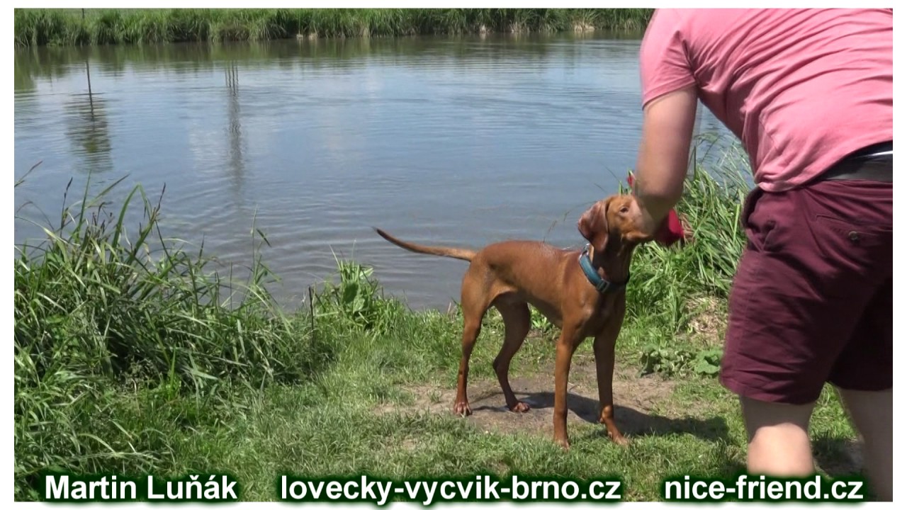 Štěně Maďarský ohař krátkosrstý - první kachna na hluboké vodě