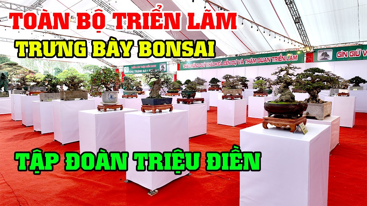 Toàn Bộ Triển Lãm Bonsai Quốc Tế Tổ Chức Tại Tập Đoàn Triệu Điền Hà Nội 2025