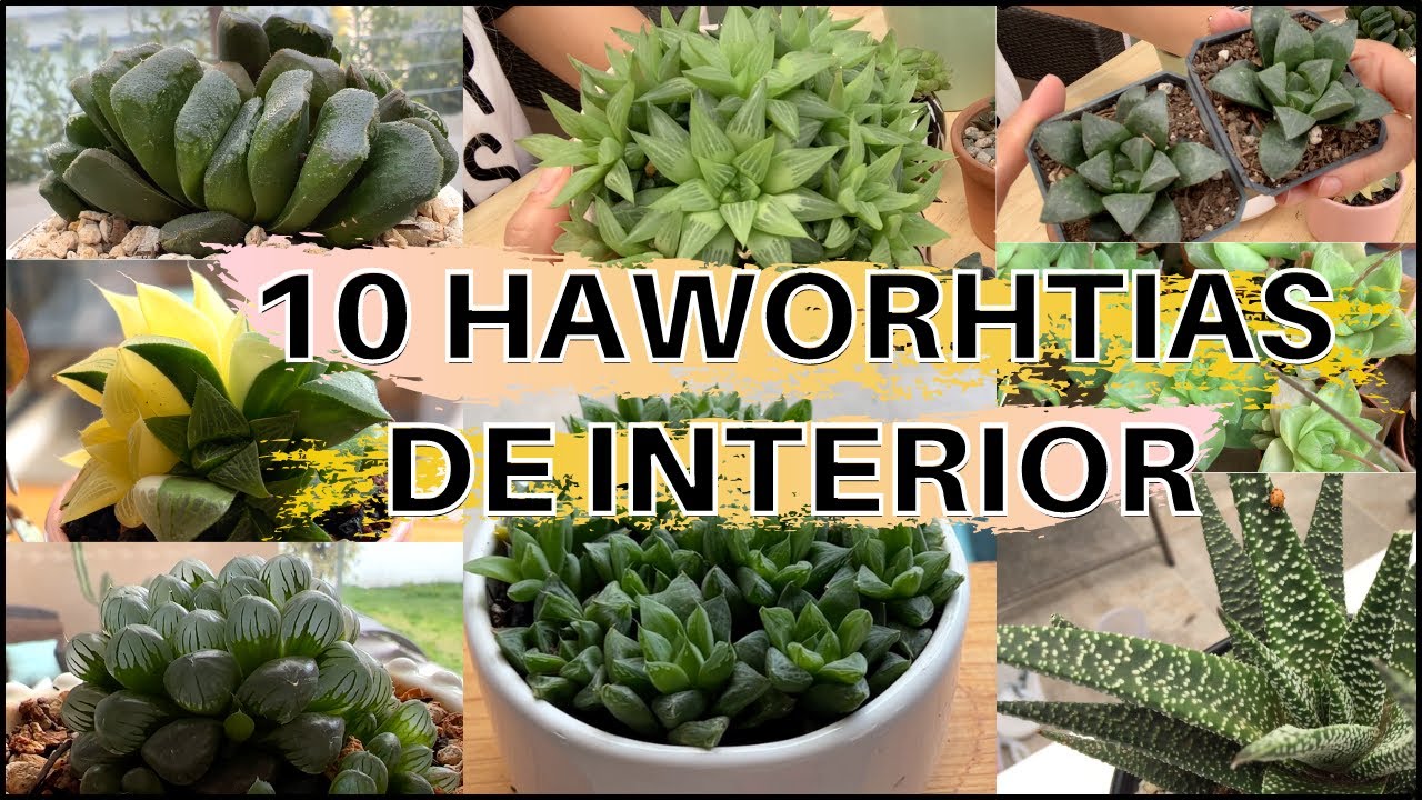 Mi colección de Haworthias, cómo las cuido en interior.