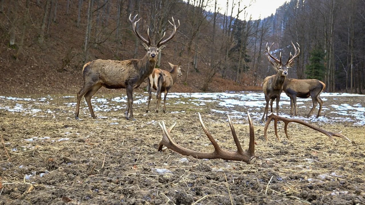 Jeleň európsky - zhody (Cervus elaphus)