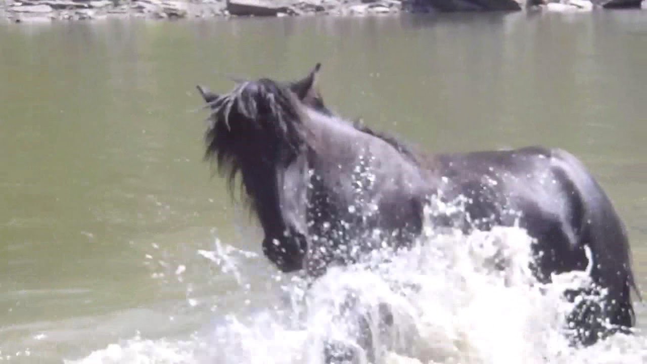 Instant magique avec des chevaux sauvages