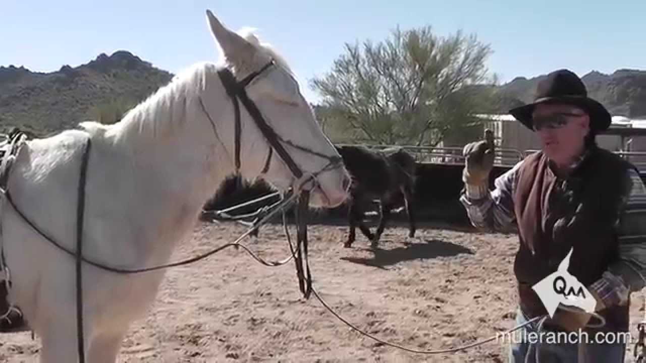 Общение с негодяем-мулом