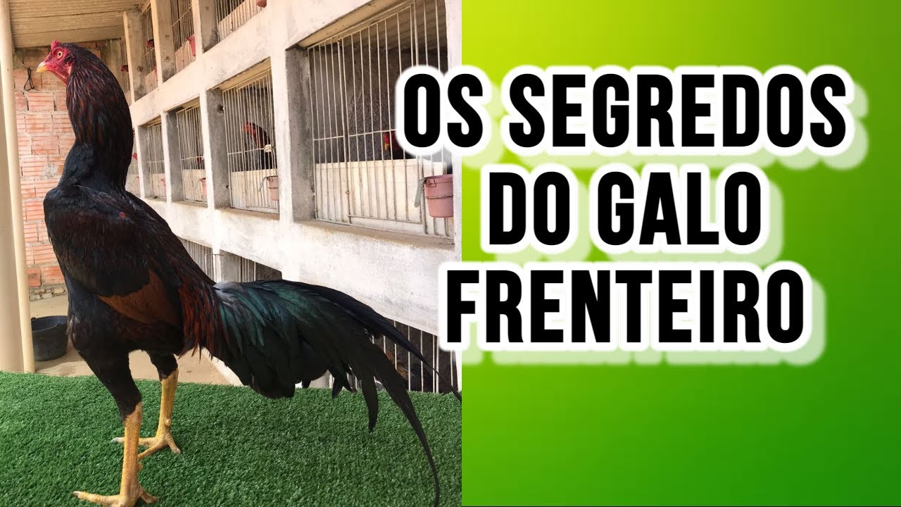 OS PONTOS FORTES E FRACOS DO GALO FRENTEIRO
