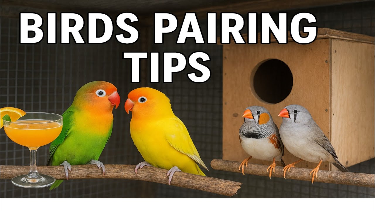 Love Birds ka joda kaise lagaen? | How to pair up birds ? | 