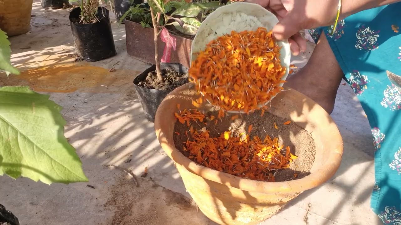 Shifting of croton in the pot
