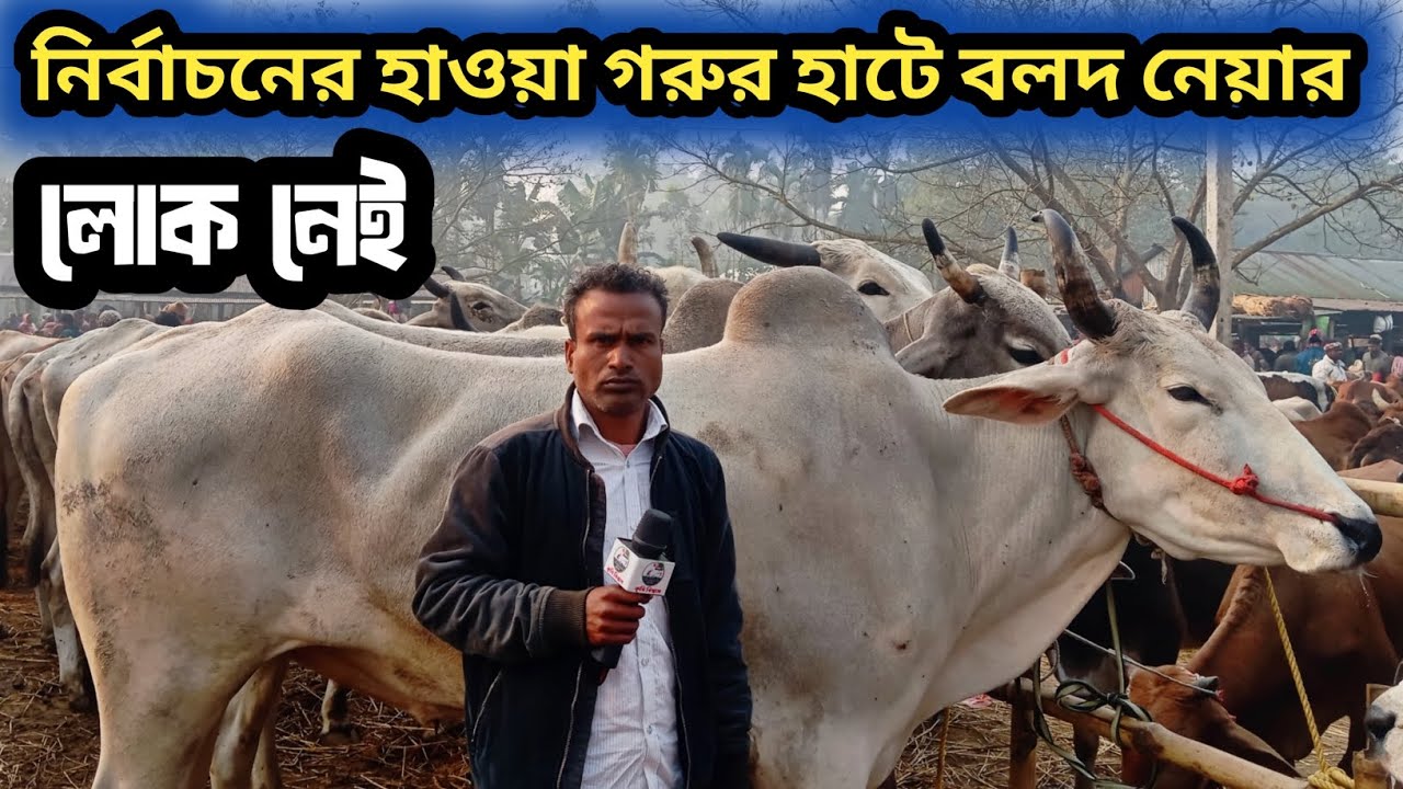 ৪ফেব্রুয়ারি ২০২৬| বড়বাড়ী হাটে ইন্ডিয়ান বলদ প্রচুর আমদানি ক্রেতা নেই হাটে ব্যাপারীরা বলতেছে দেখুন!