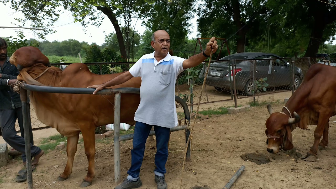 AI FOR INDIAN GIR COW CATTLE 90% बछड़ी FEMALE CALVES  SEXED SEMEN ARTIFICIAL INSEMINATION