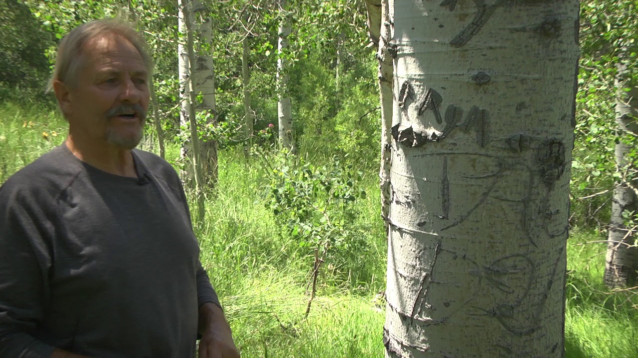 The Historic Aspens of Peavine Mountain