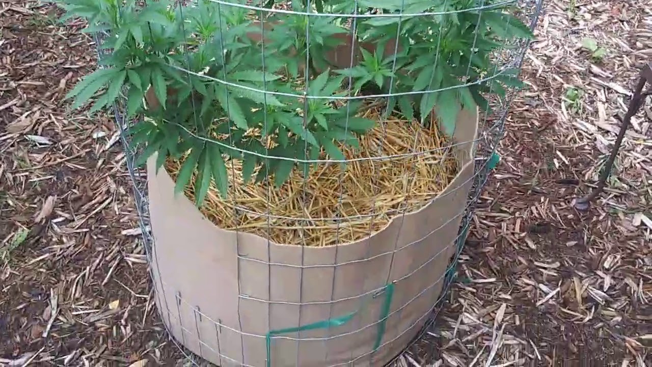 2020 Outdoor Cannabis Grow 8/2/20 Bloom Kickoff Video