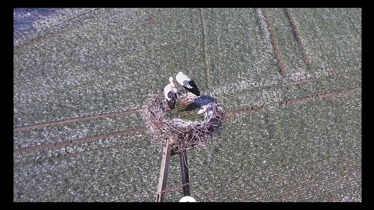 ~ Gniazdo Bocianie - Tykocin - Nareszcie razem - Para Bocianów Białych 30/03/2020