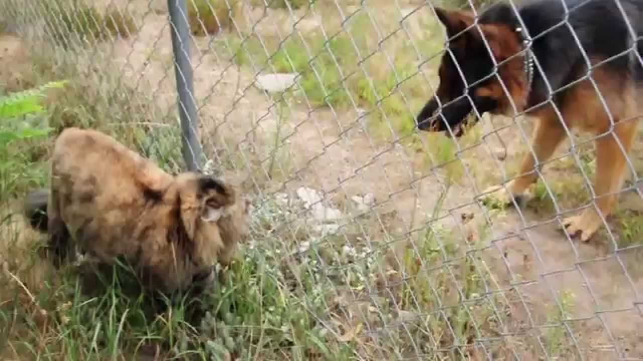 Siberian cat and german shepherd