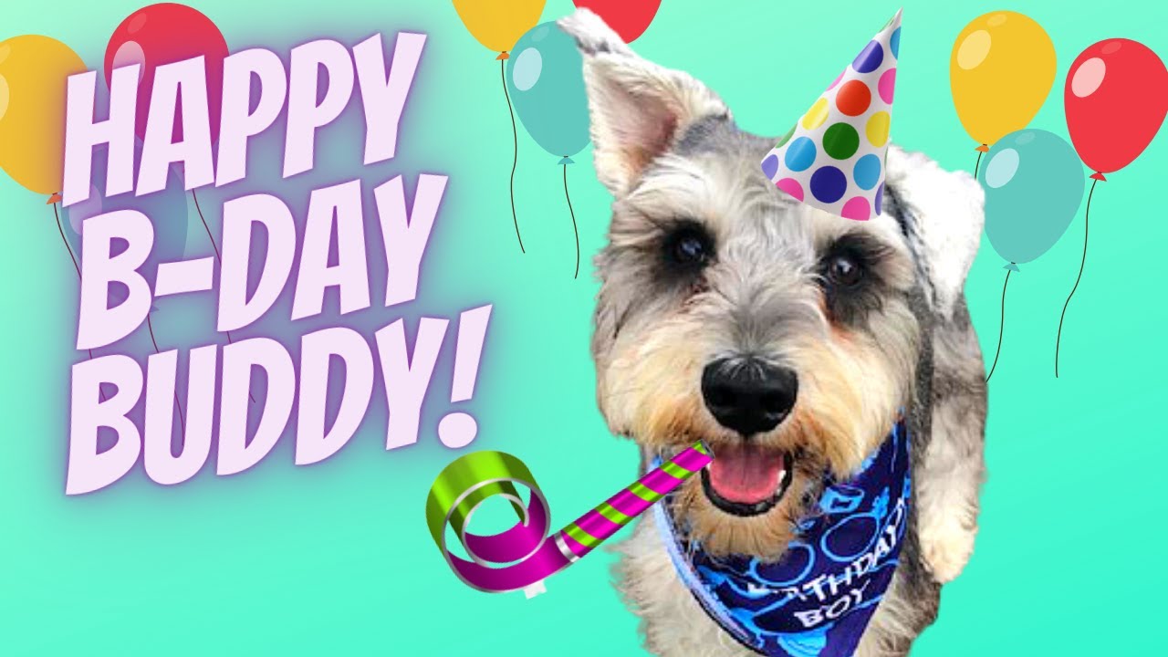 Our Amazing Miniature Schnauzer's First Birthday!