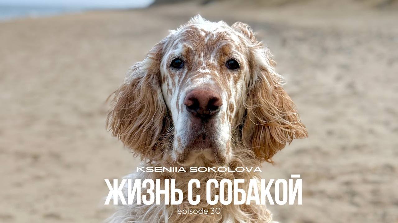  30. АНГЛИЙСКИЙ СЕТТЕР // Жизнь с собакой