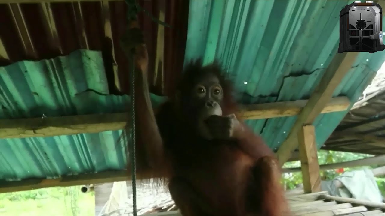 Baby orangutan enclosed for four years in a wooden cage by villagers is freed by rescue team