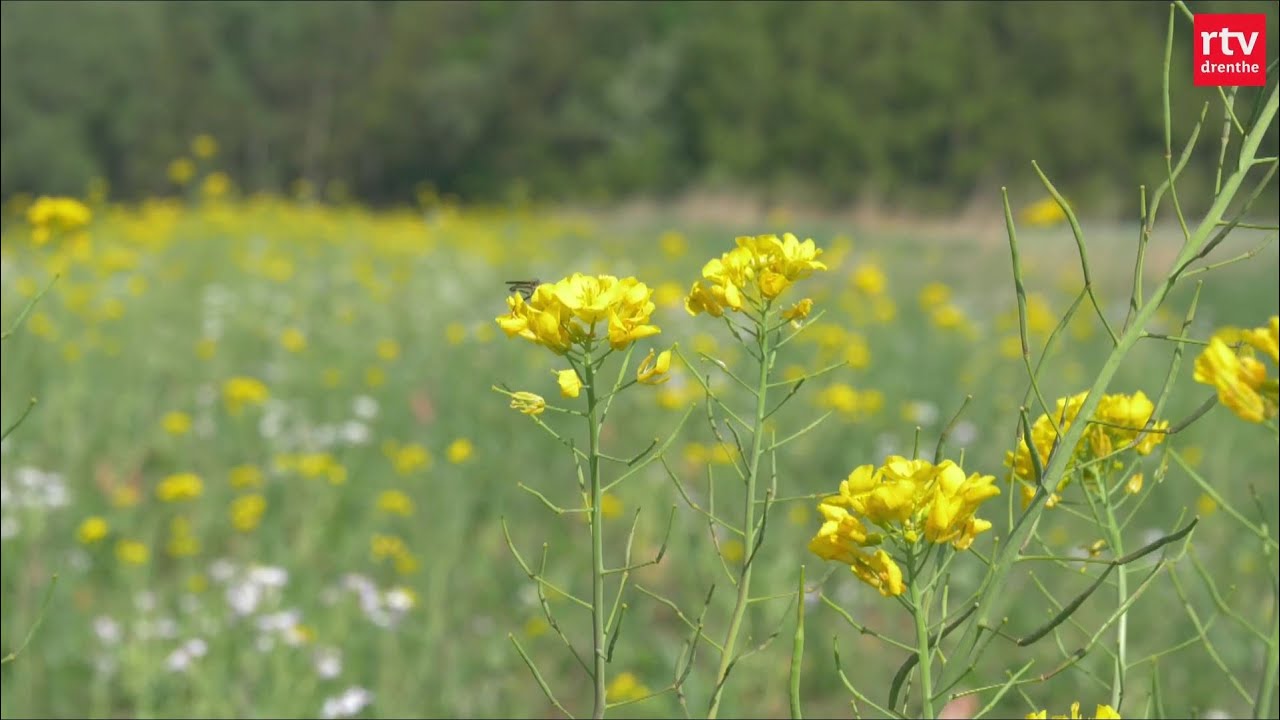Veldwerk | Keverbank en bloemrijke akkerranden