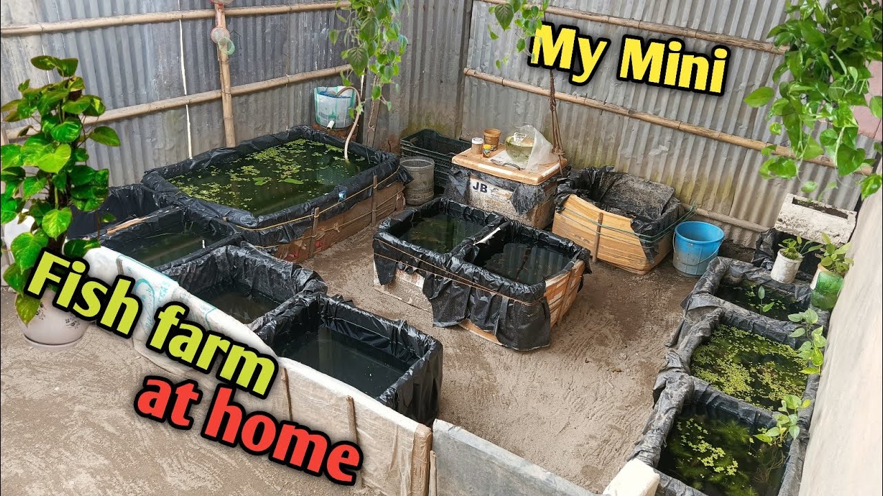 I build a Mini Fish Farm at Home ll 😀