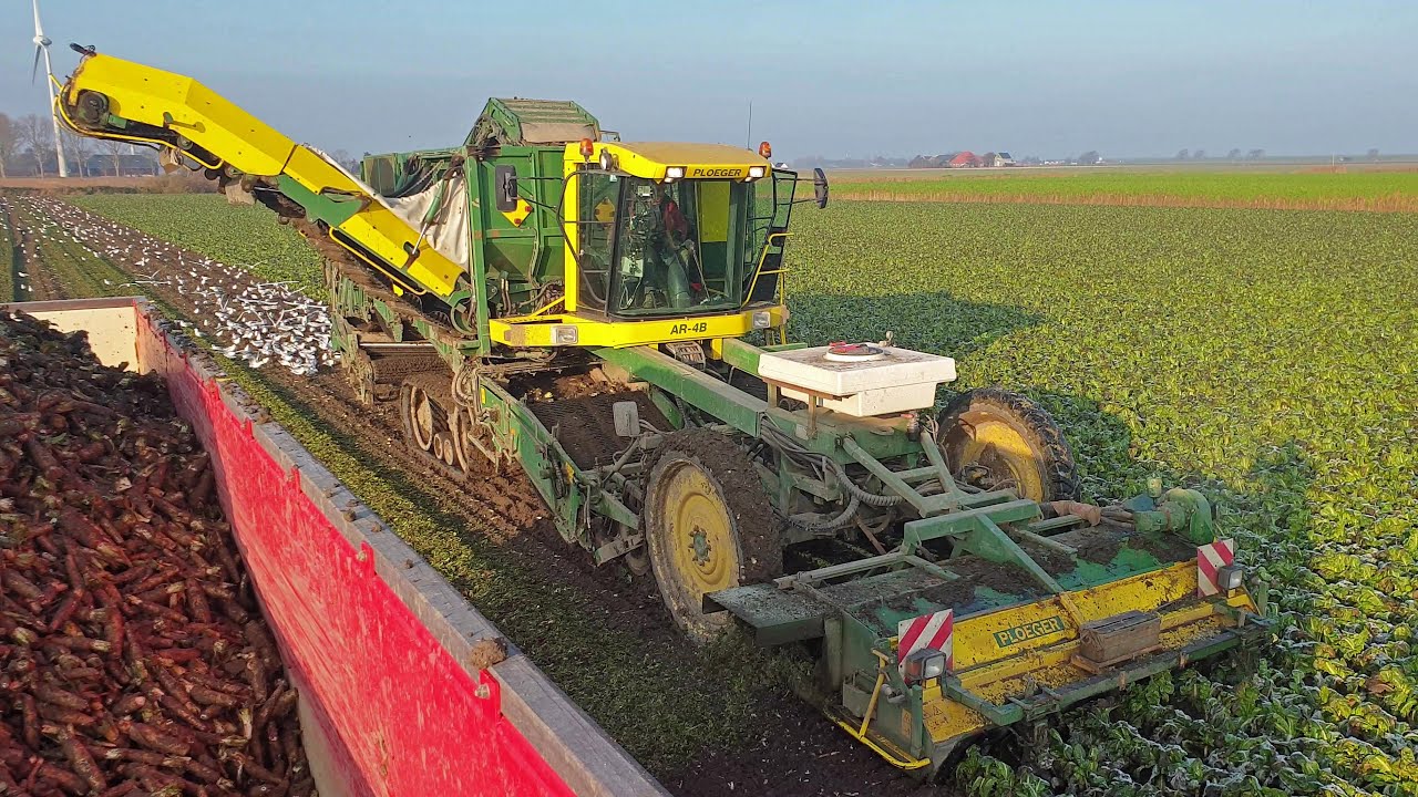 Ploeger AR-4B harvesting chicory in the frost 🥶🥶 witlofpennen rooien - John Deere 6130R
