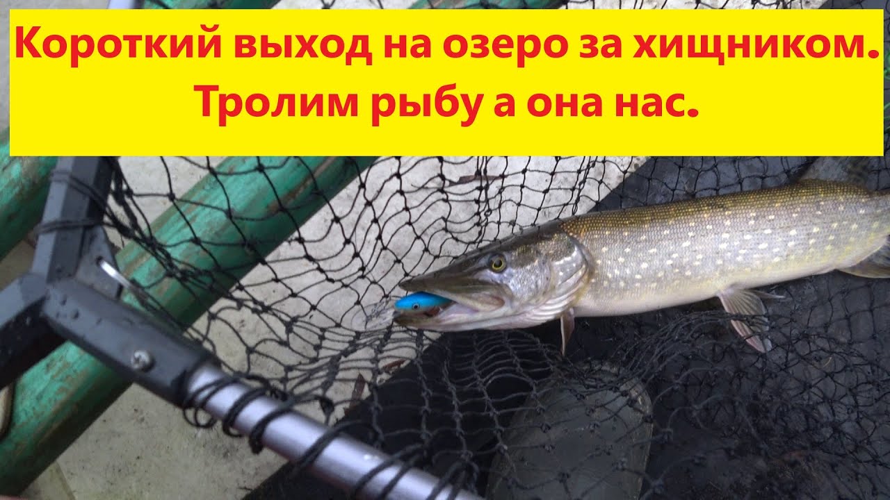 Короткий выход на озеро за осенним хищником. Троллим рыбу а она нас. Cope Burtnieku ezerā. Velce.