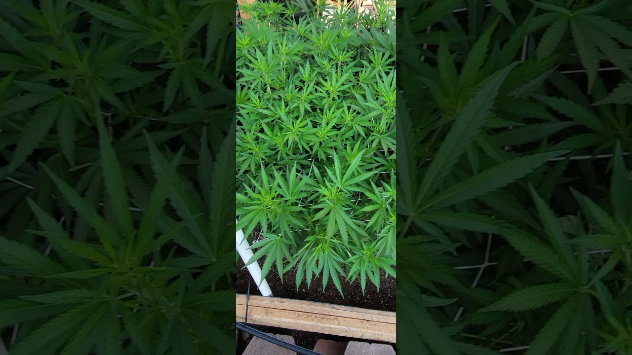 outdoor 2021 grow