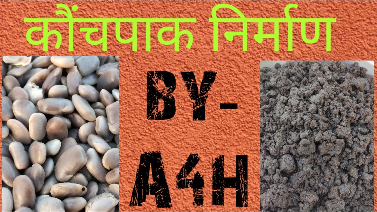 कौंच पाक  निर्माण । How to make konch paak at home .