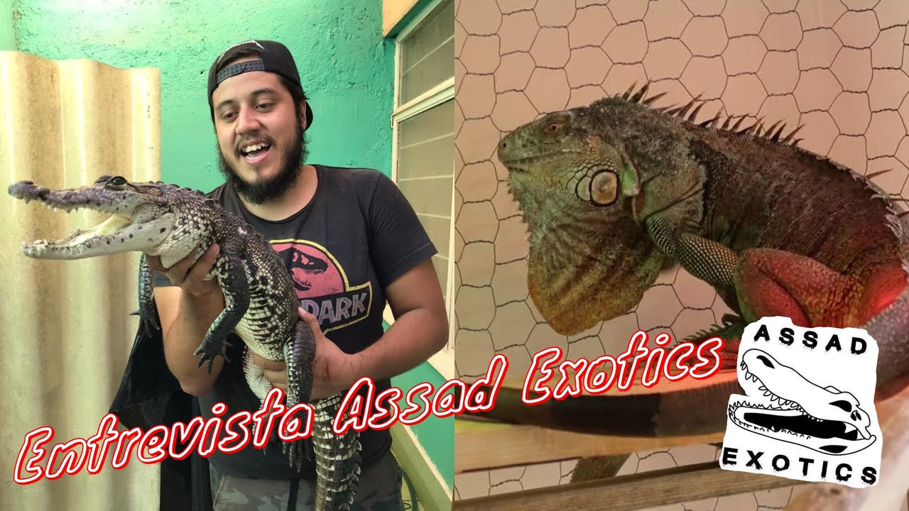 COCODRILO, IGUANAS, AJOLOTES DE AssadExotics 🐊🦎🐸 PARTE 1