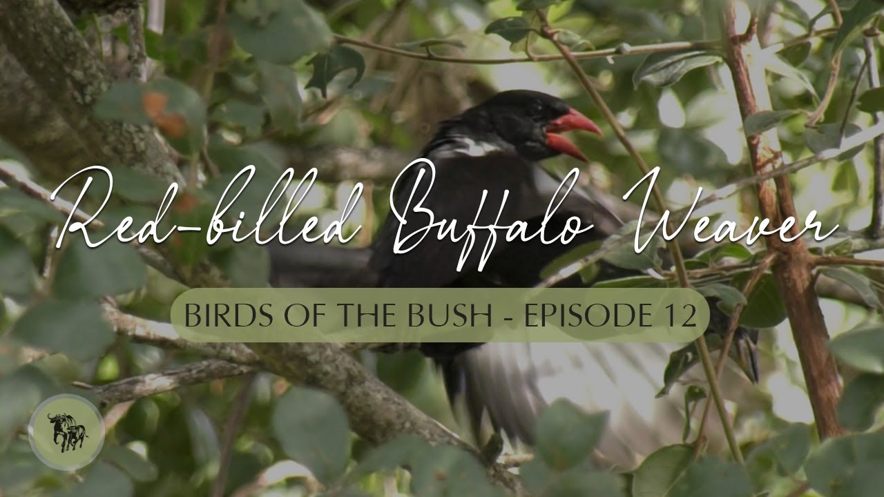 Red-billed Buffalo Weaver l Birds of the Bush l EcoTraining