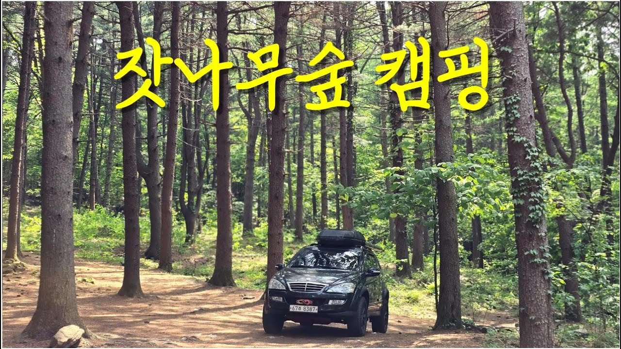 전설의 잣나무숲 캠핑장 |팔현캠프|남양주|잣나무숲|