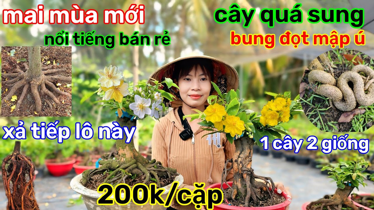 🌲12/3☎️Vườn Mai Kim Nở☎️xả lô mai đế🌲1 cây 2 giống🌲200k-250k/cặp🌲Giá mềm dễ chơi 