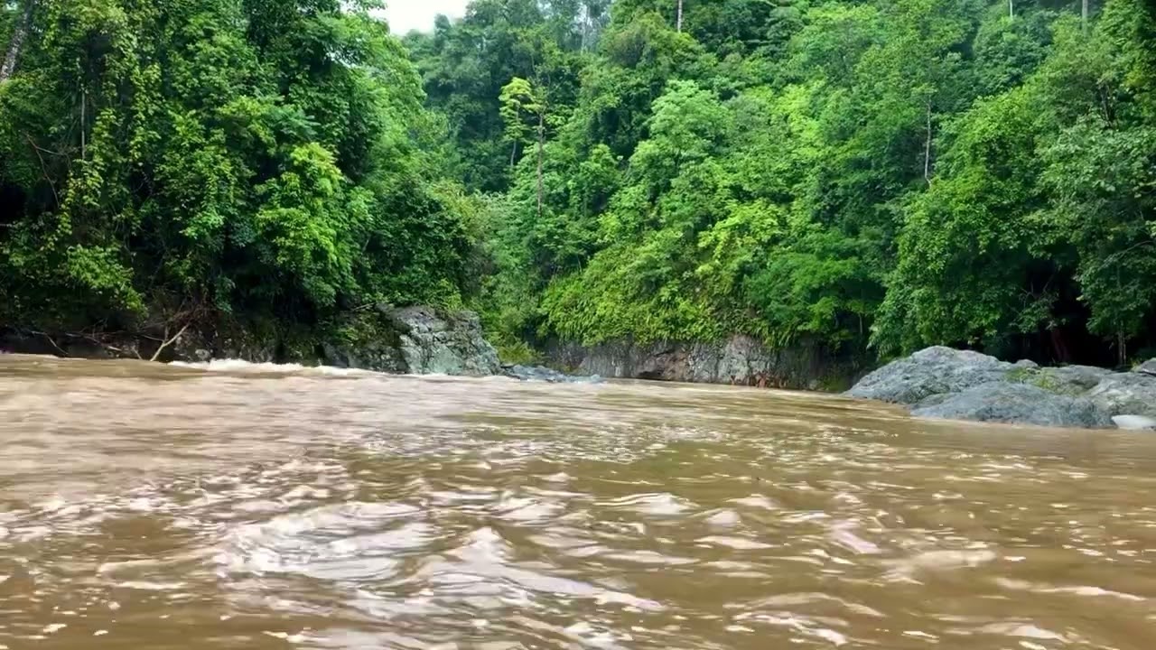 Suara sungai yang meluluhkan otak,suara burung (belajar,tidur,kerja,meditasi,relaksasi 