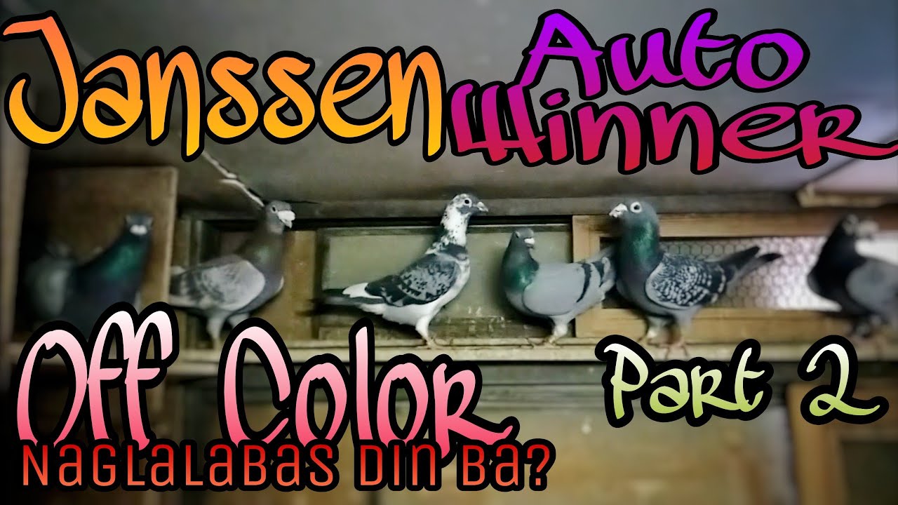 Off Color Racing Pigeons / Janssen / Auto Winner / Naglalabas din ba?