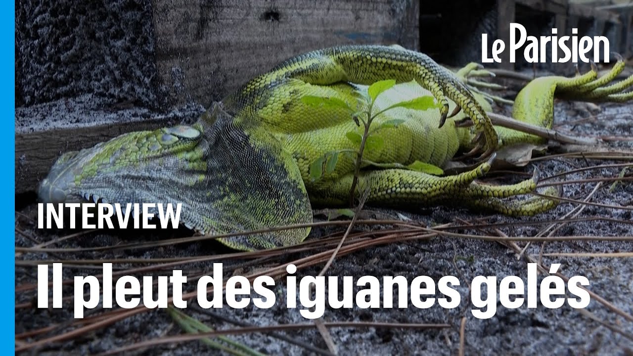 «Ils n'ont plus la force de s'accrocher» : ces iguanes gelés qui tombent des arbres aux États-Unis