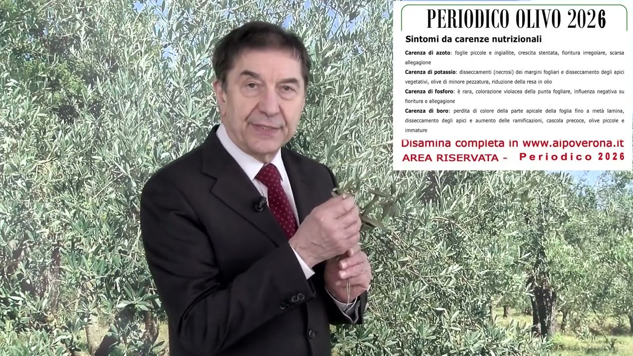 Olivo, potatura e situazione fitosanitaria